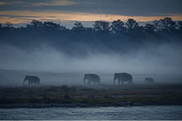 Morning mist over the Dhikala grassland in Jim Corbett National Park with wild elephants at dawn Placement: Inside the "Corbett in November" subsection